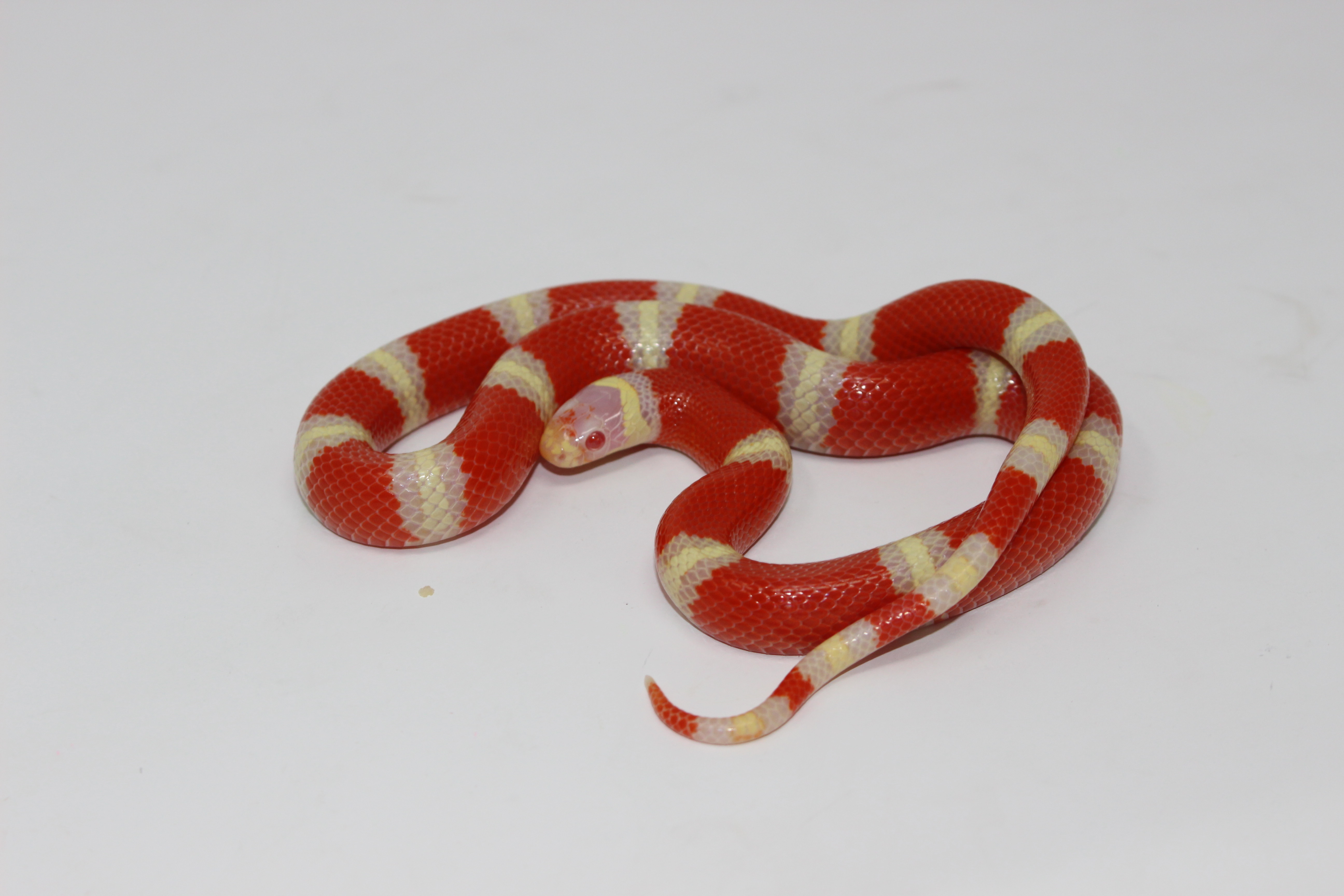 Albino Nelson's Milk Snake by Imperial Reptiles & Exotics, LLC