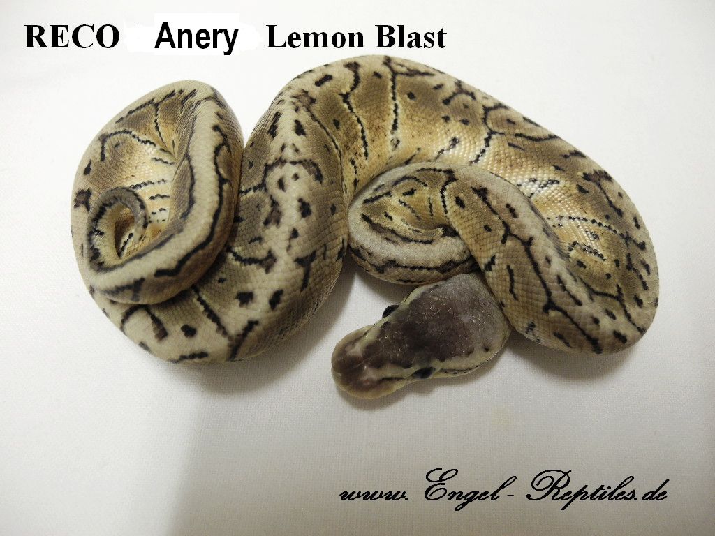 RECO Anery Lemon Blast by Engel Reptiles