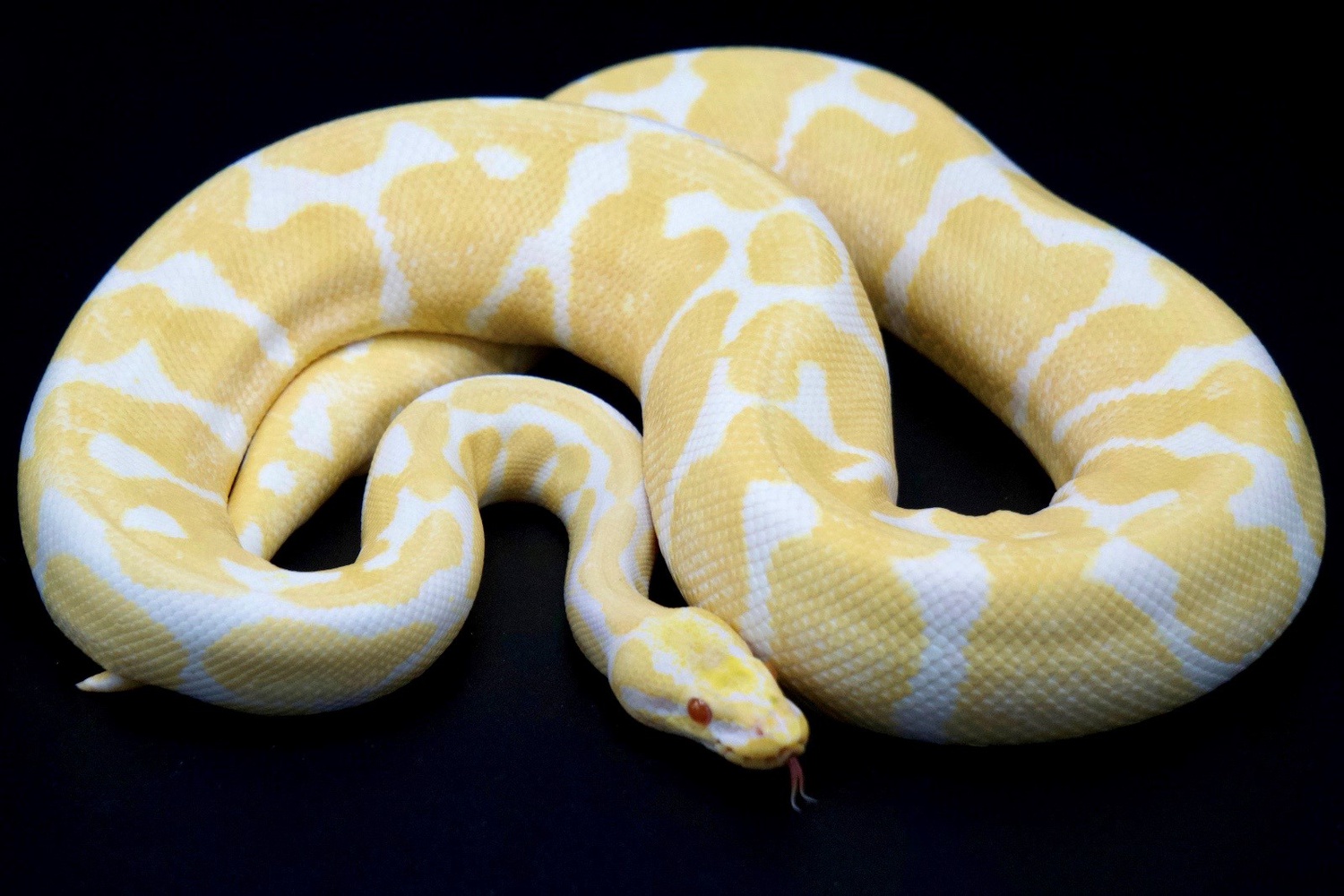 Albino Woma Ball Python by asplundii Genetics
