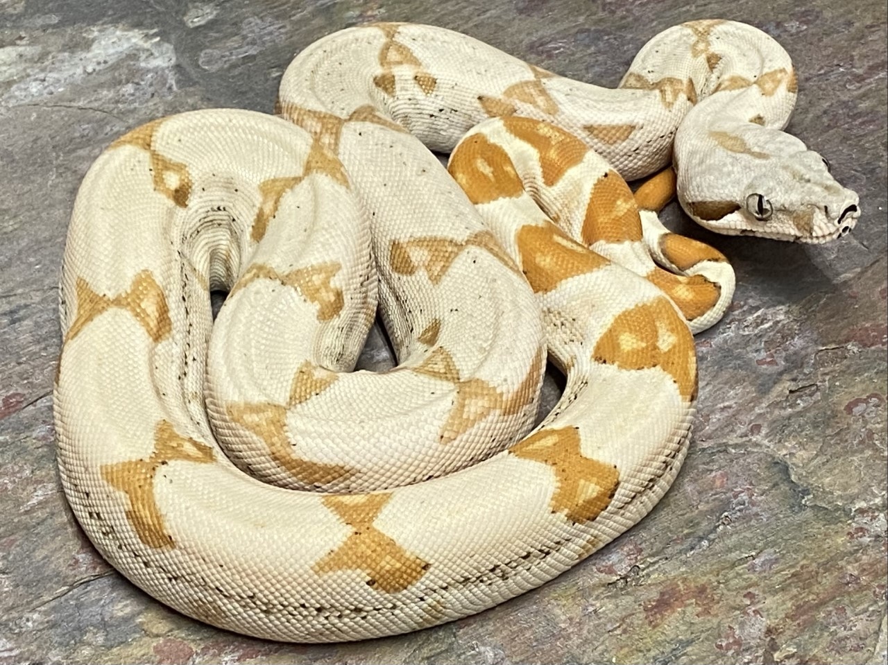 BWC Sunglow Boa Constrictor by Basically Boas