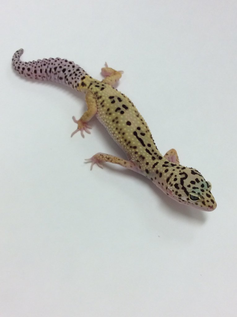 Patternless Stripe Leopard Gecko by BHB Reptiles