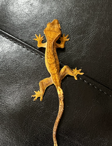 Screenshot 2025-10-05 9.54.58 AM