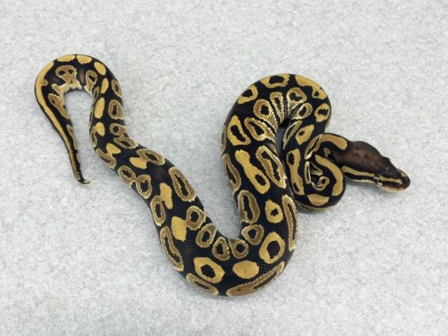 Mystic Ball Python by Royal Constrictor Designs