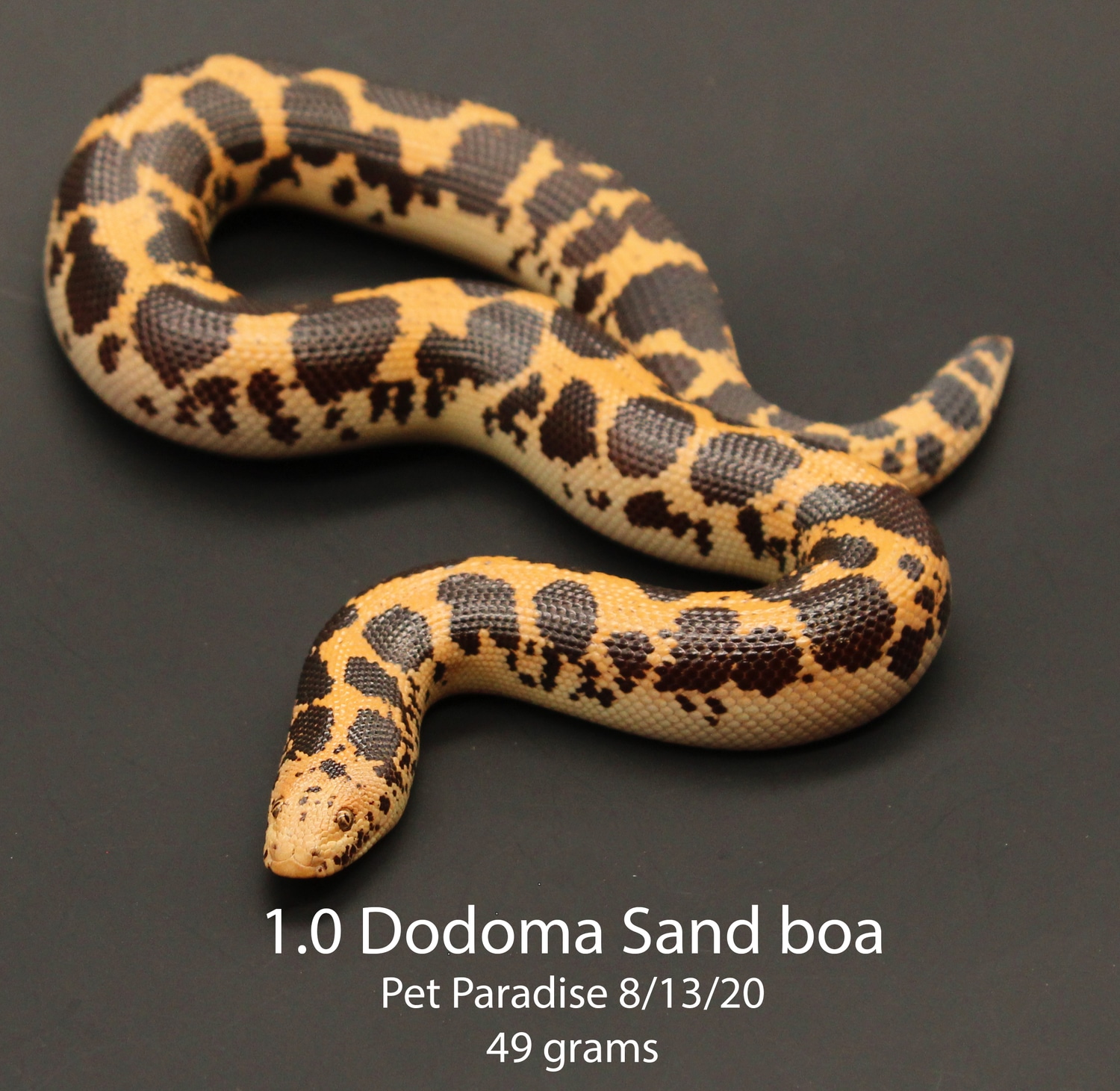 Dodoma Kenyan Sand Boa by Pet Paradise