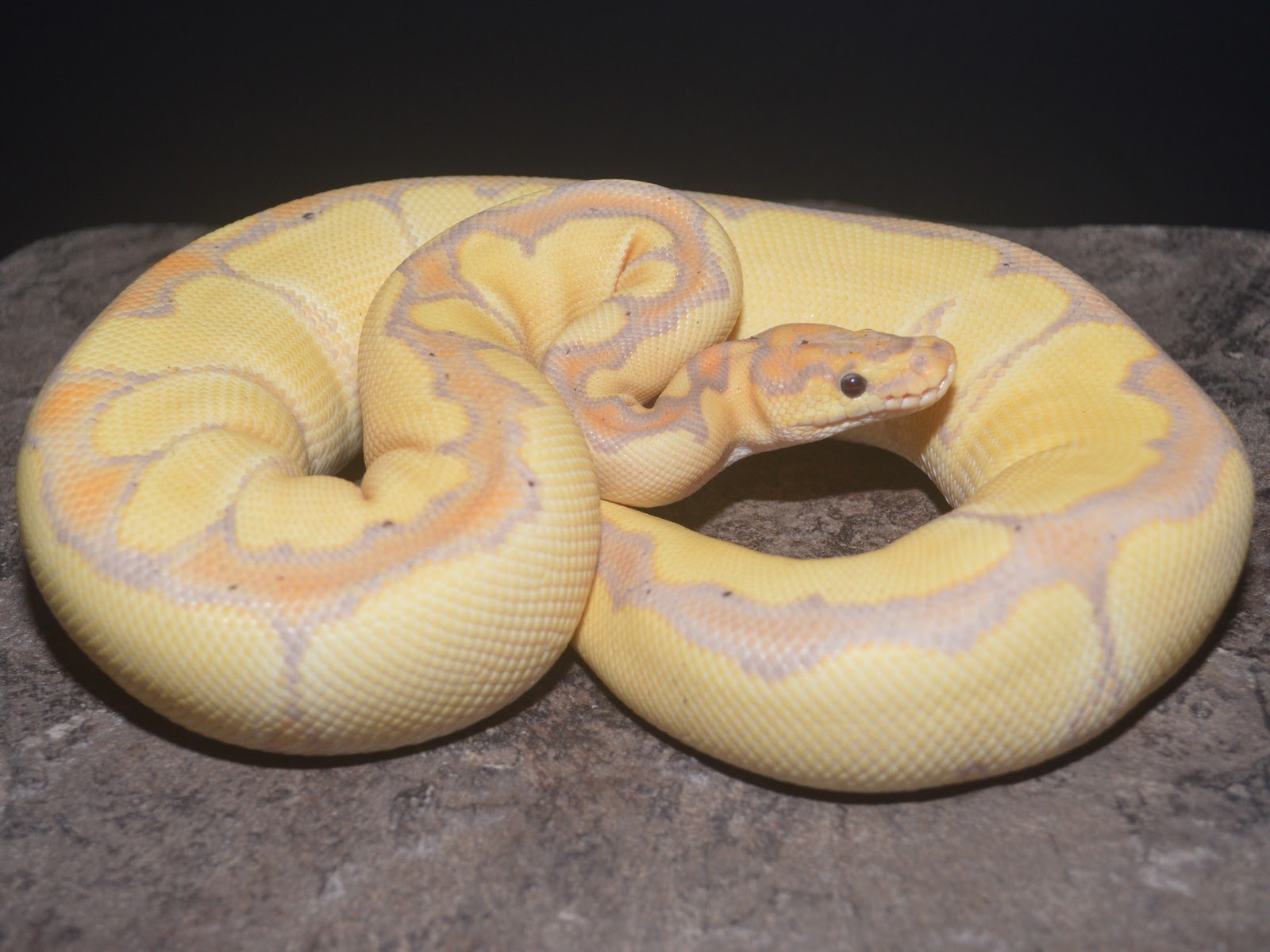 Clown Ball Python by Exotic Empire Pets - MorphMarket