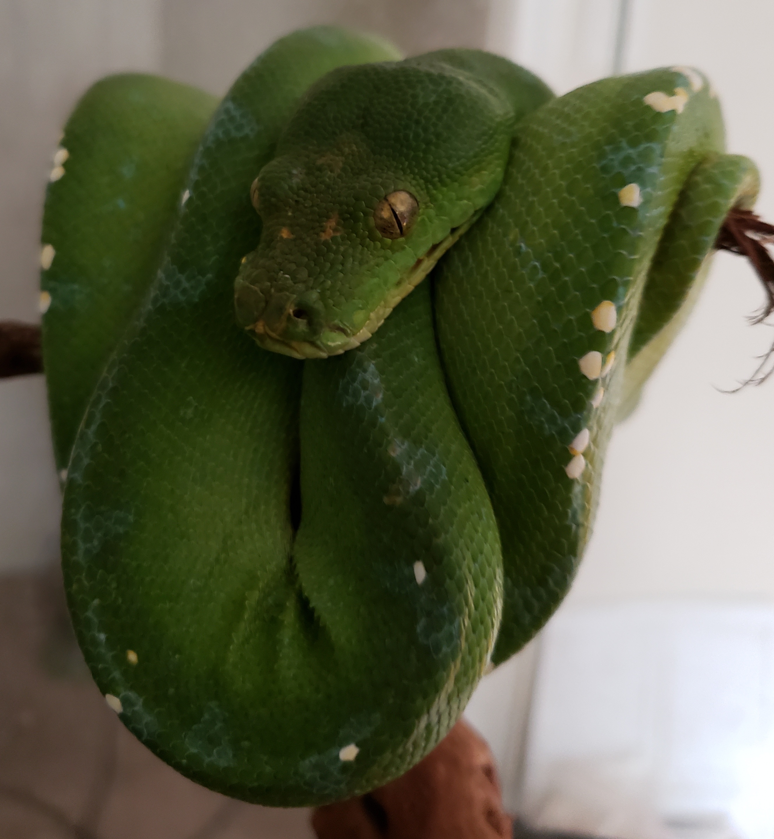 SORONG Green Tree Python by Steezo Exotics