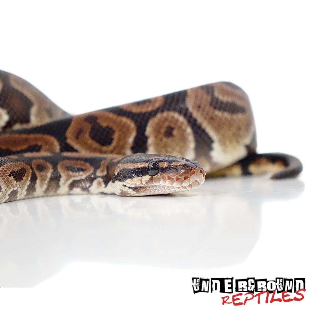 Het Red Axanthic Ball Python by Underground Reptiles