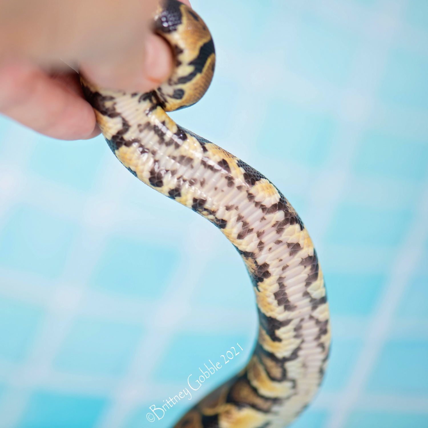 Jedi Ball Python by Gobble’s Reptiles