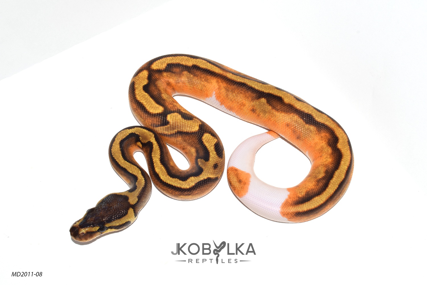 Enchi GeneX Pied Ball Python by J. Kobylka Reptiles
