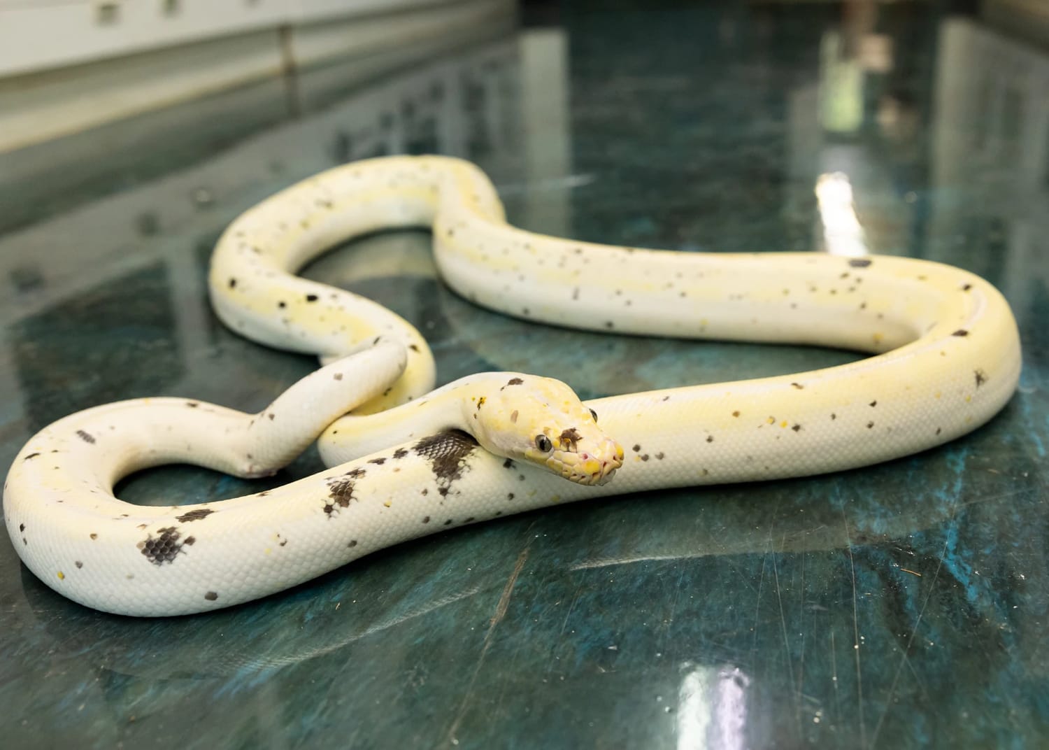 Male Cow From Calico (RS) Reticulated Python by New England Reptile Distributors
