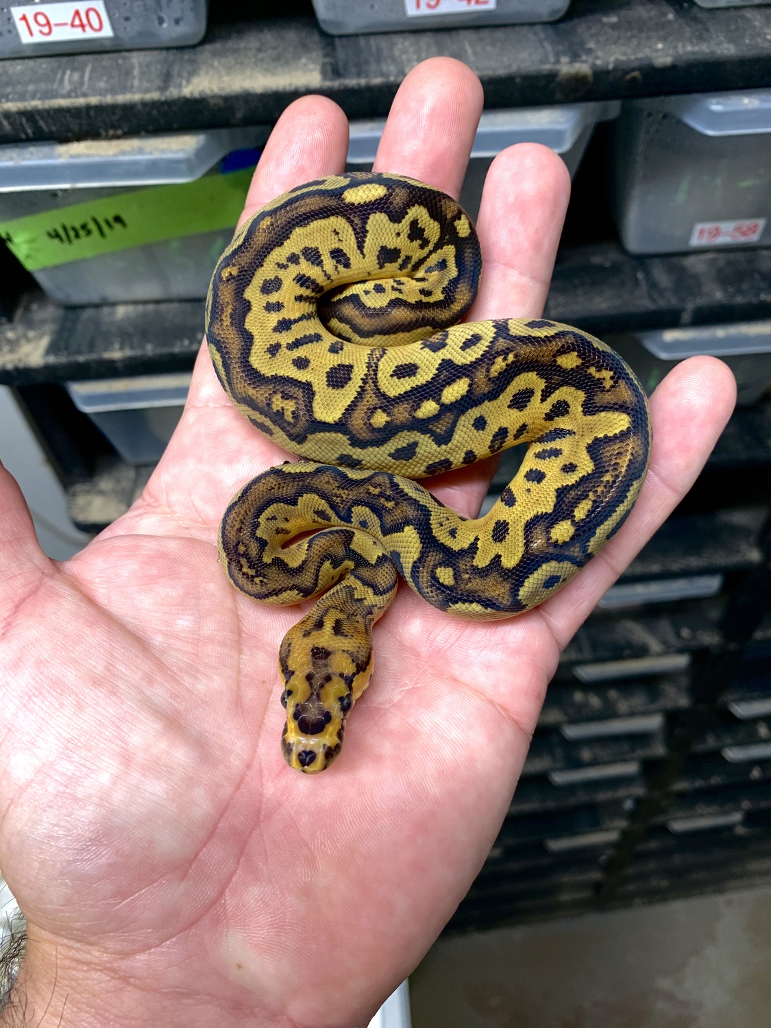 Carbon Fire Clown Ball Python by American Royals
