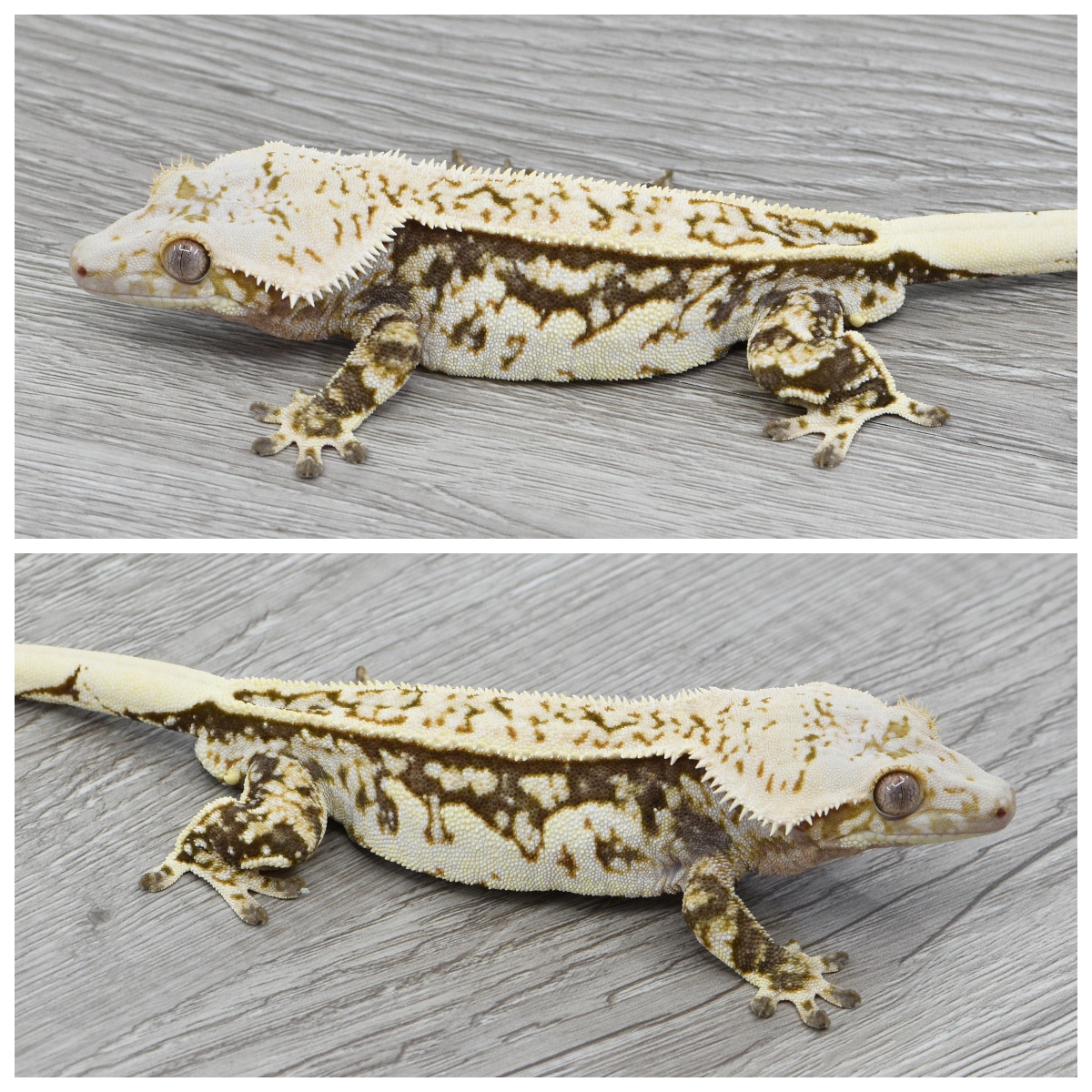 White Wall - High White Crested Gecko by Kryptiles