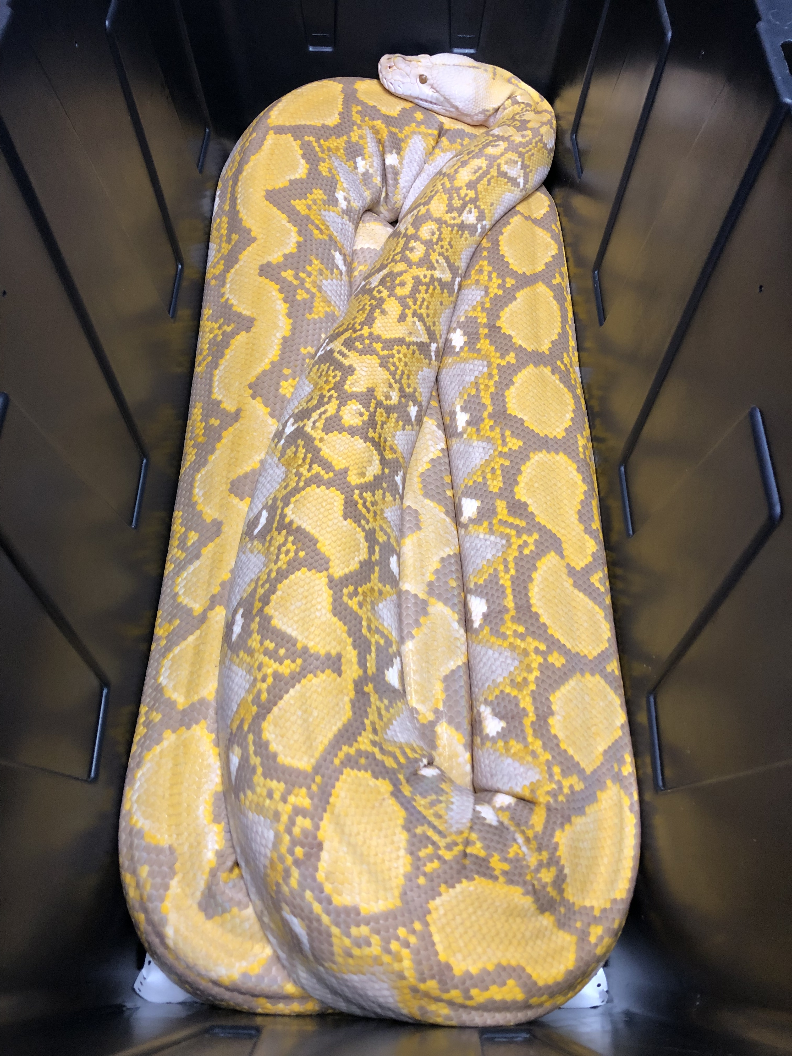 Adult Blonde Reticulated Python by Russell Dabritz