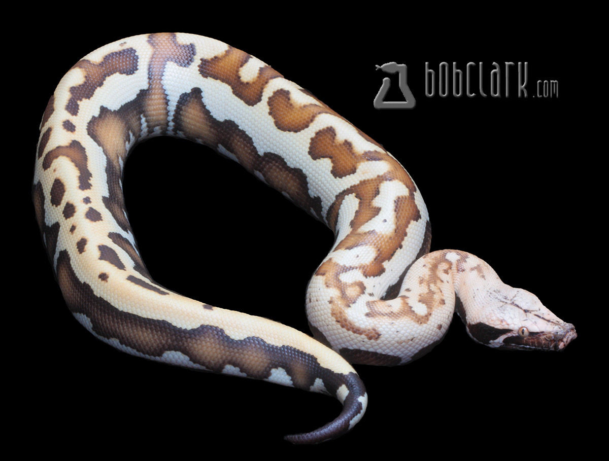 Golden Eye Short-tailed Python by Bob Clark Reptiles