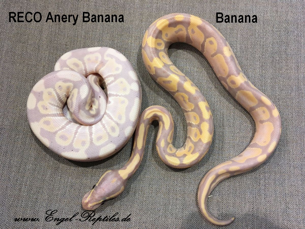 RECO Anery Banana by Engel Reptiles