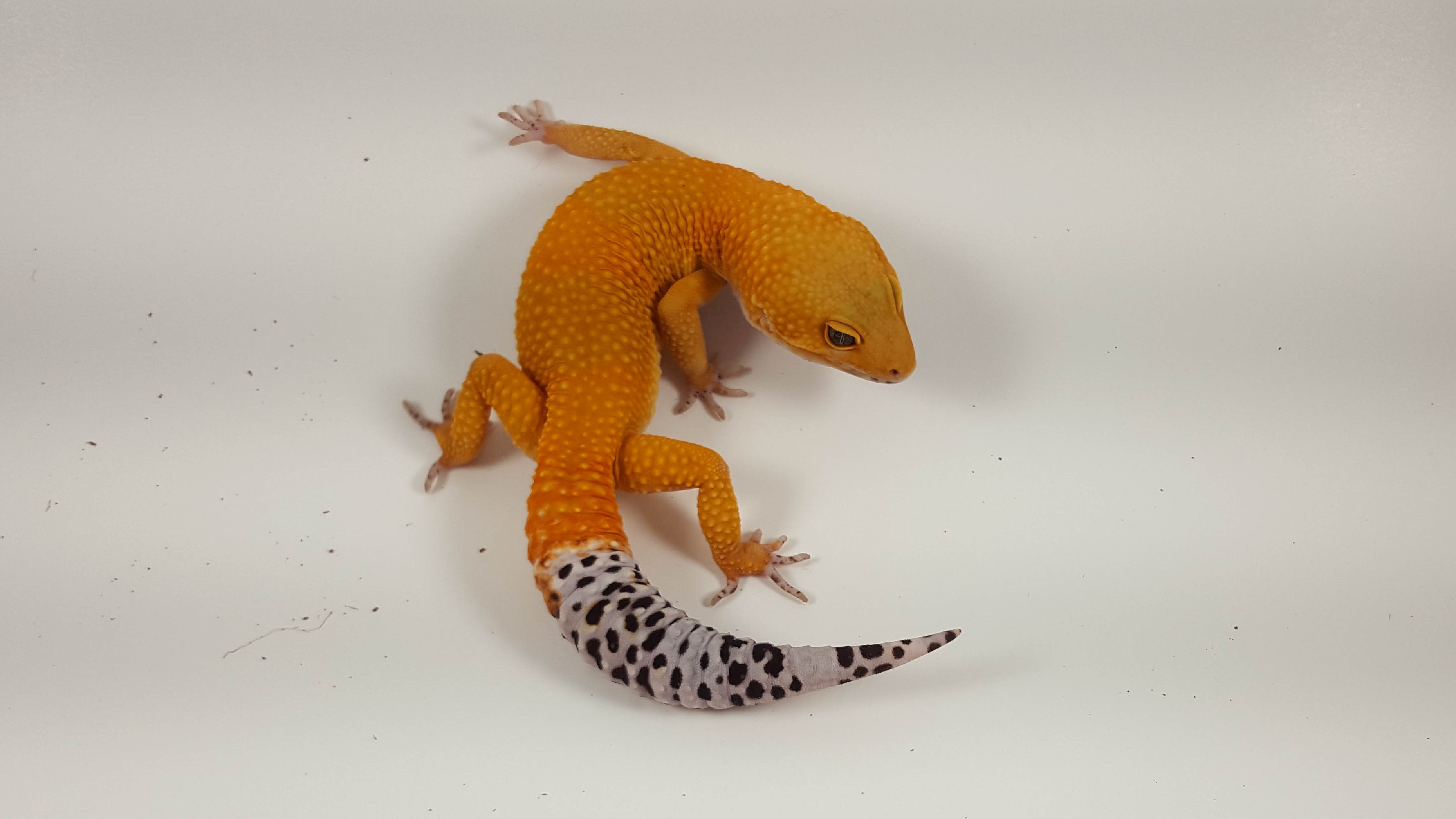 Tangerine Leopard Gecko by Handcrafted Herps