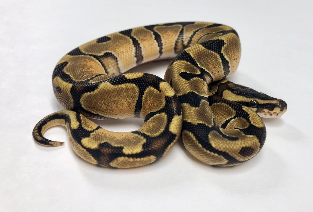 Enchi Ball Python by BHB Reptiles
