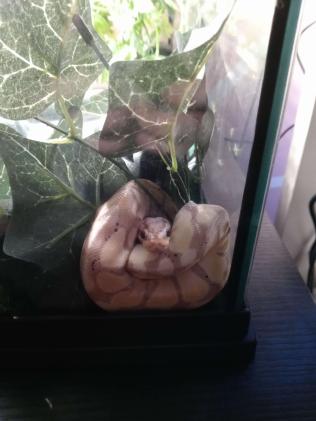 Snake On Glass