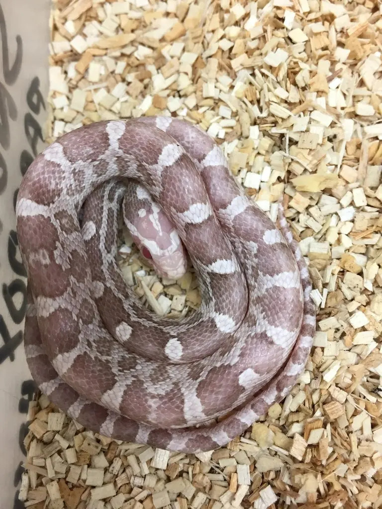 Paradox Snow Ghost by BHB Reptiles