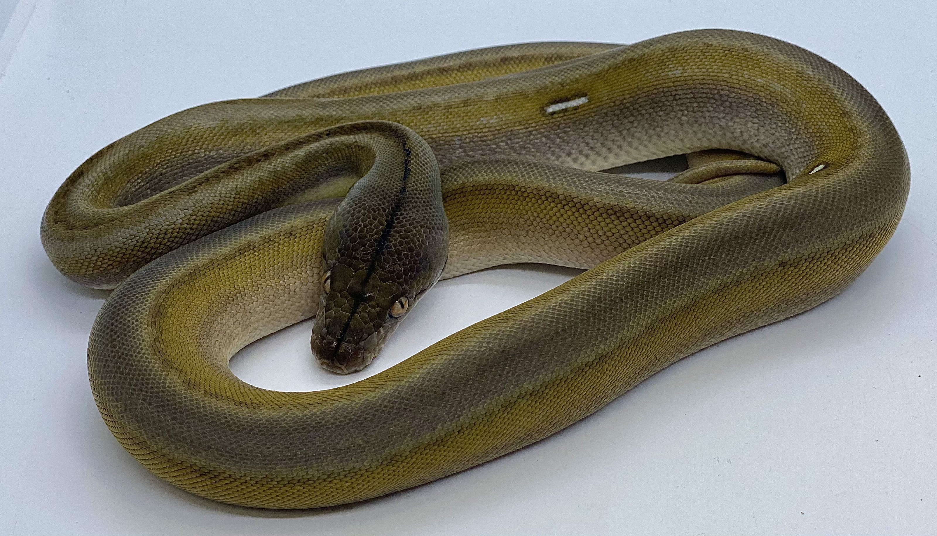 Titanium Reticulated Python by Prehistoric Pets