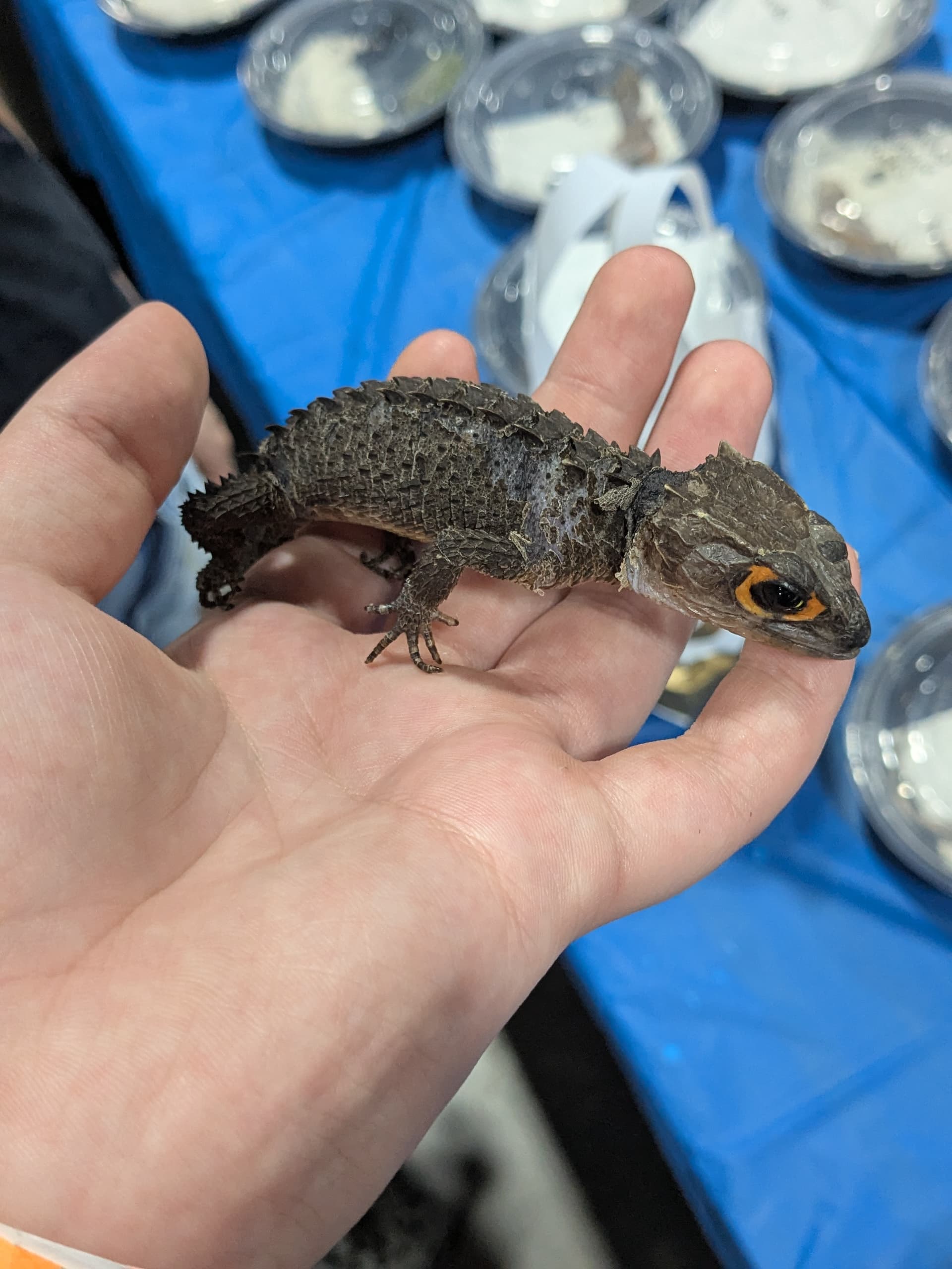 Salt City Reptile Expo All Reptiles Morphmarket Reptile Community