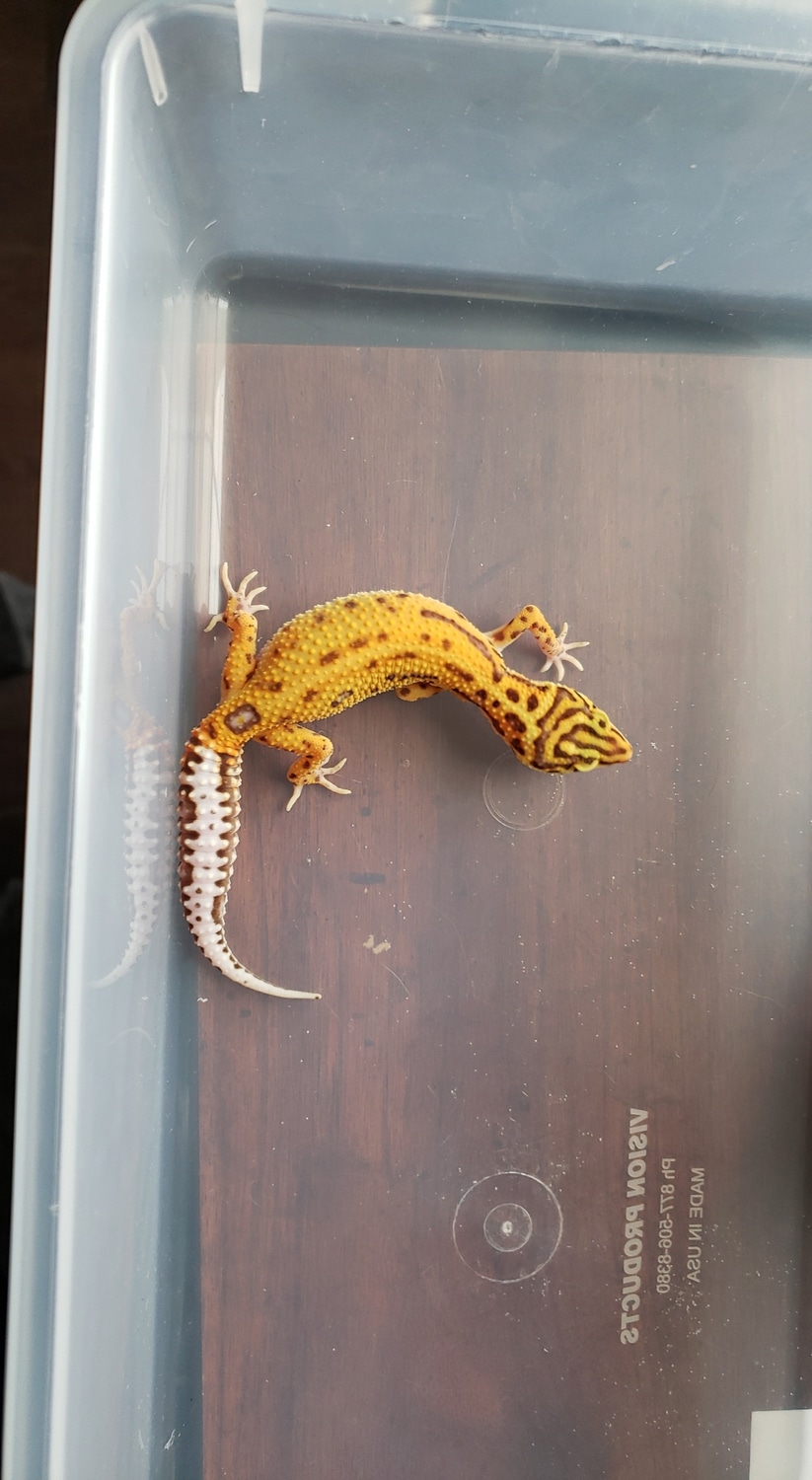 Striped Afghan Cross Bell Albino Leopard Gecko by Gregory Bonner Reptiles