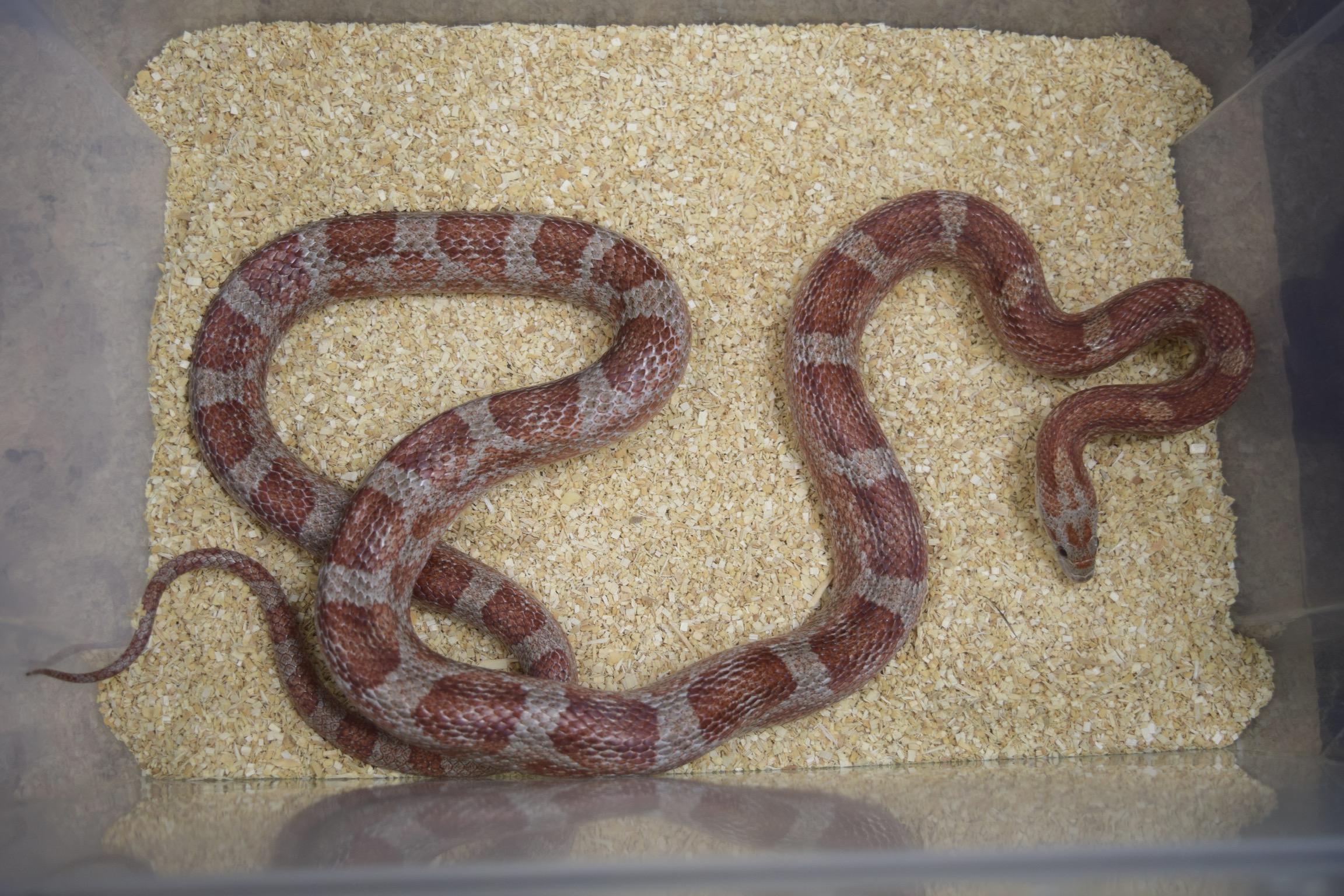 Miami Corn Snake by KTReptiles