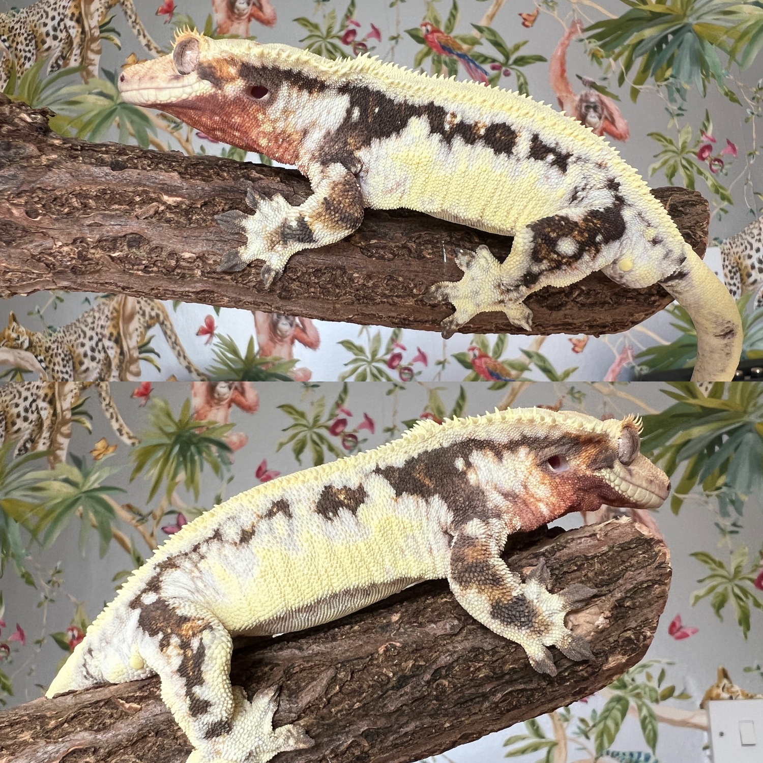 Drippy Lilly White by Apex Predator Geckos