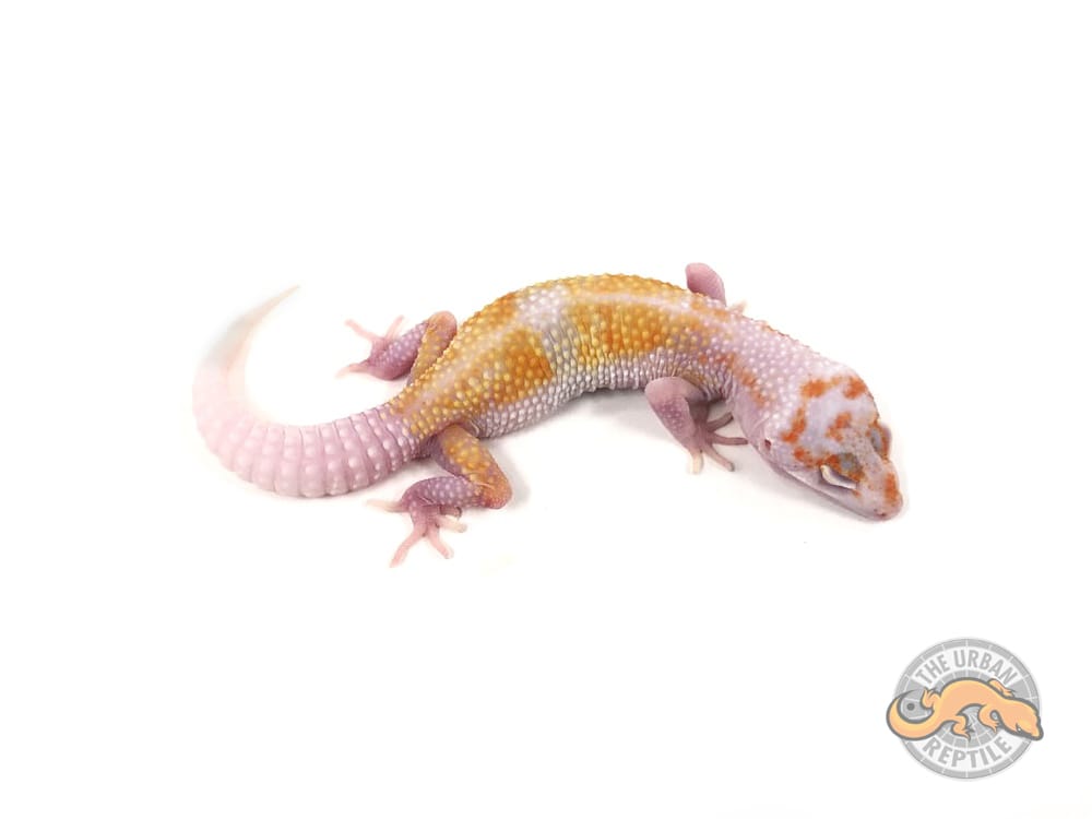 White & Yellow TUG Snow Red-Eyed Enigma Leopard Gecko by The Urban Reptile