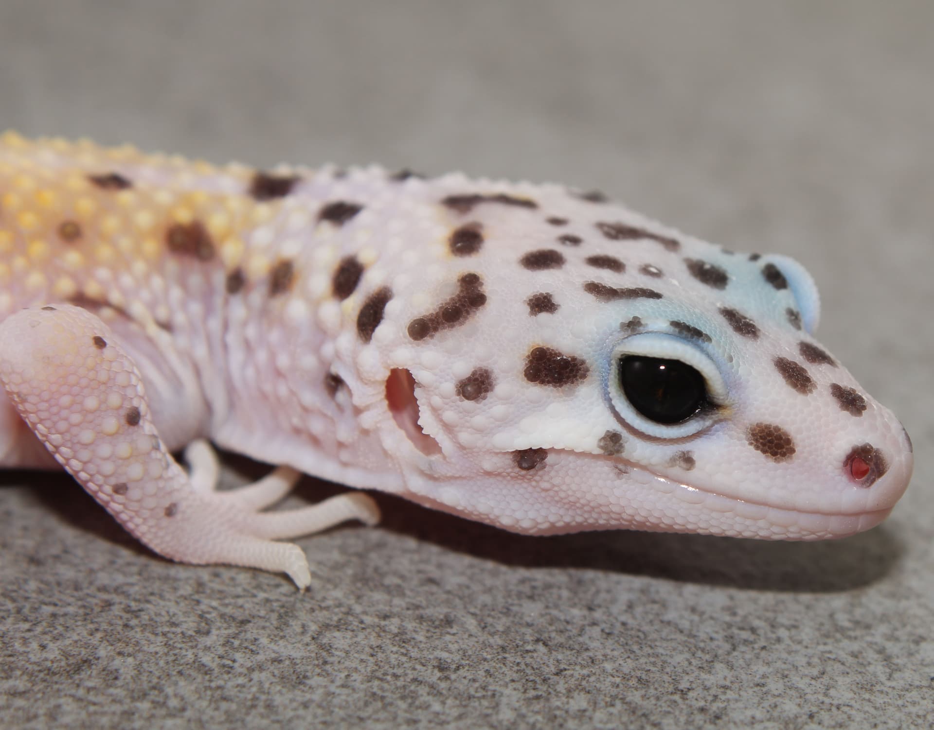 Cipher Leopard Gecko by Impeccablegecko