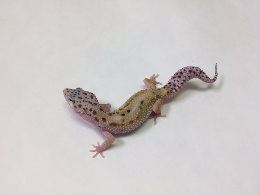 Patternless Stripe Leopard Gecko by BHB Reptiles