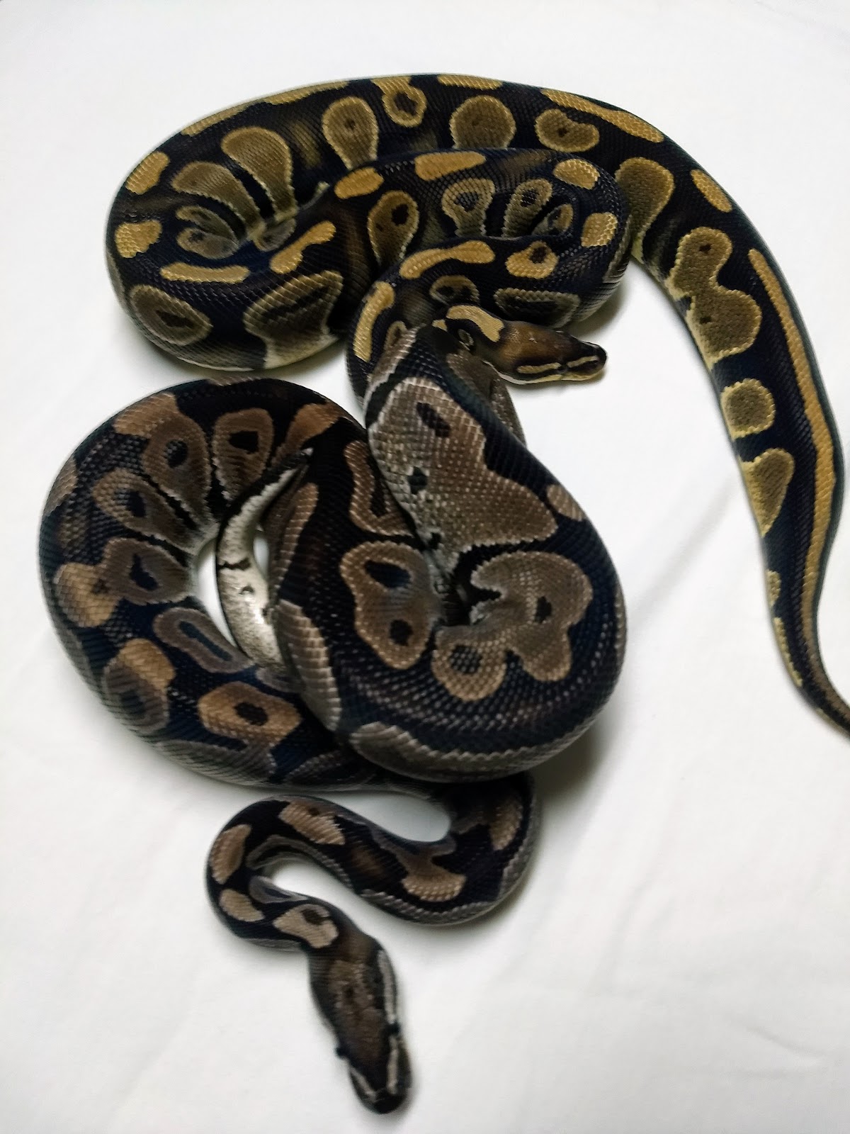 (Top) Normal (Bottom) Axanthic VPI By Alpine Reptiles
