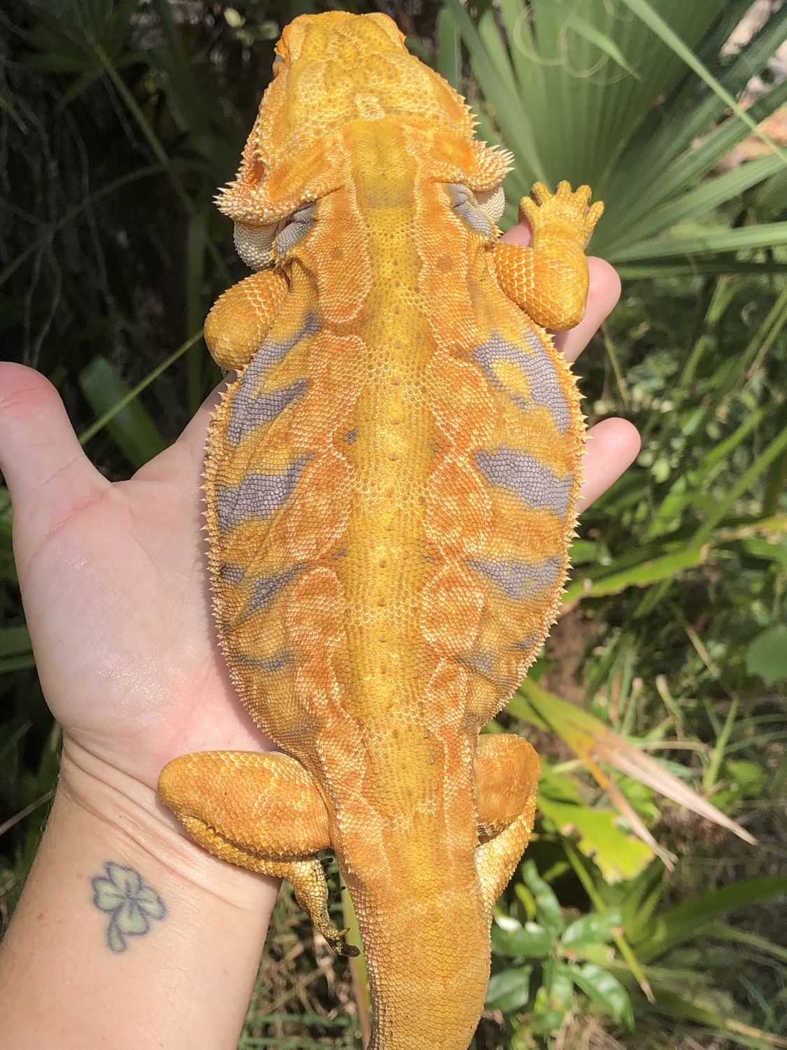 CITRUS Tiger Hypo Leatherback Adult Male RTB Central Bearded Dragon by Yellow Room Reptiles