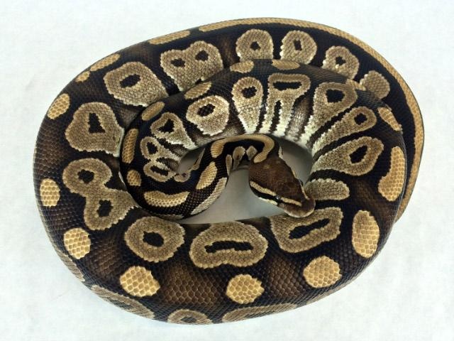 Mystic Ball Python by Royal Constrictor Designs