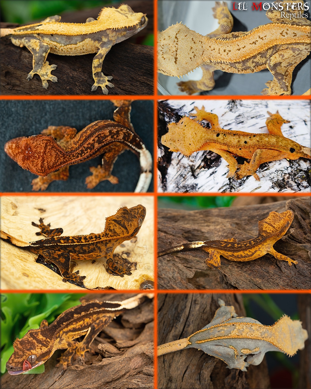 Tangerine Crested Geckos by Lil Monster Reptiles