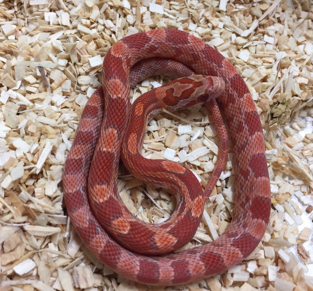 Lava Corn Snake by BHB Reptiles
