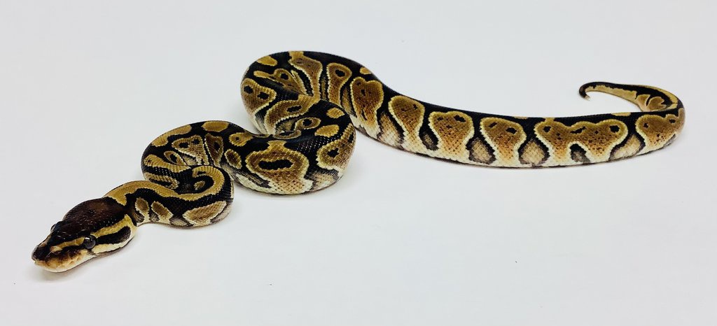 Special Ball Python by BHB Reptiles