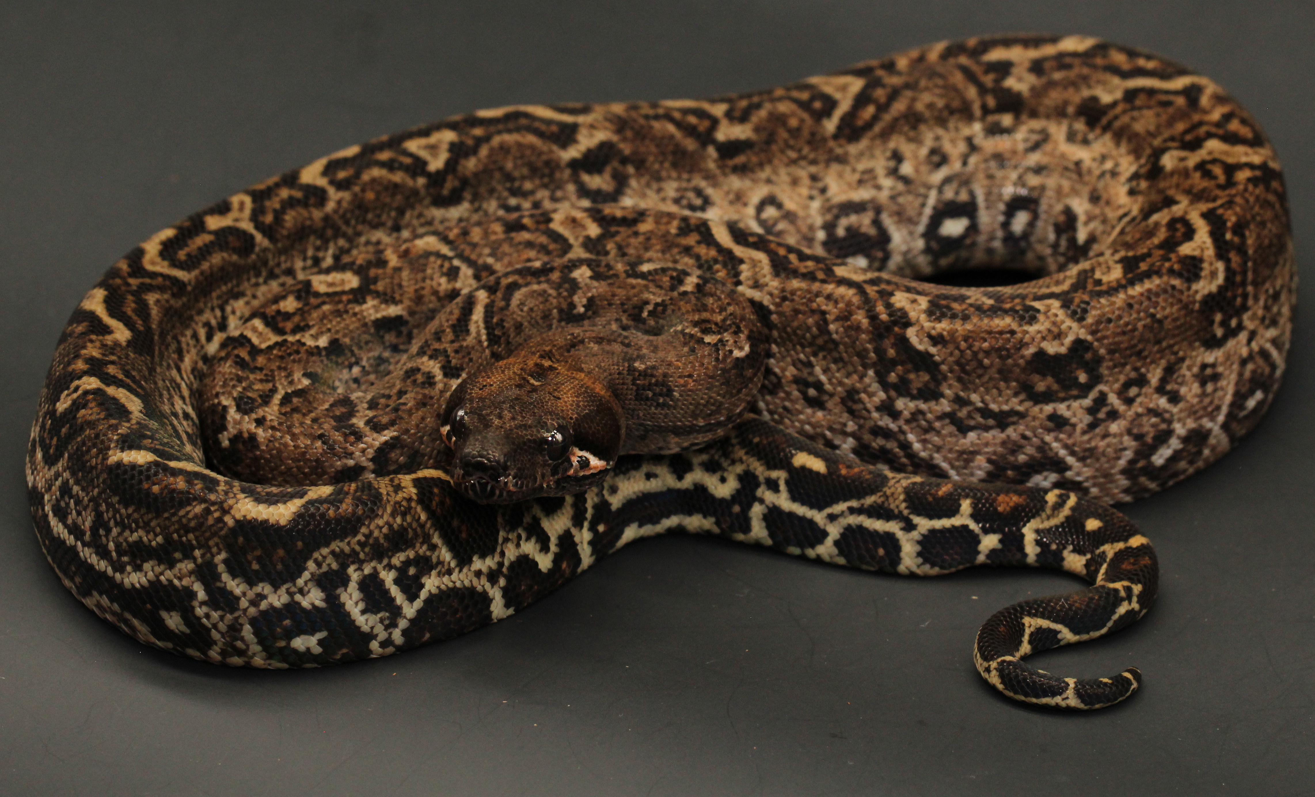 Leopard Boa Constrictor by Pet Paradise