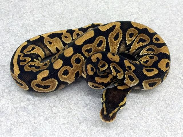 Mystic Ball Python by Royal Constrictor Designs