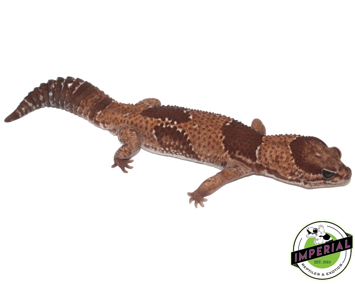 Jungle "Aberrant African Fat-Tailed Gecko by Imperial Reptiles & Exotics, LLC