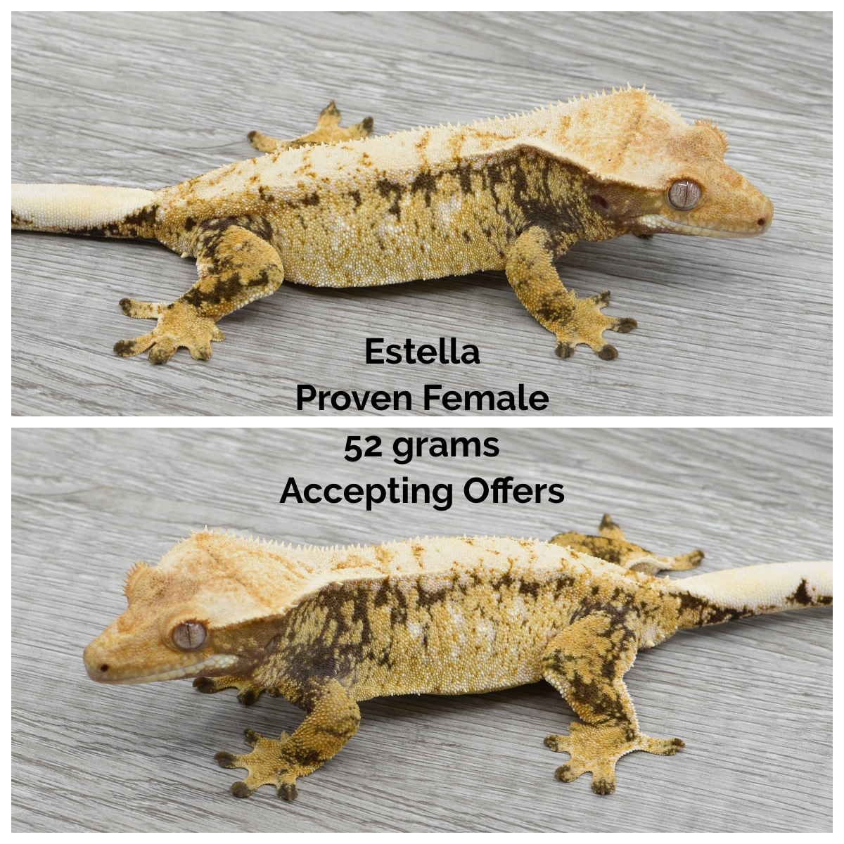 1Extreme Harlequin Crested Gecko by Kryptiles