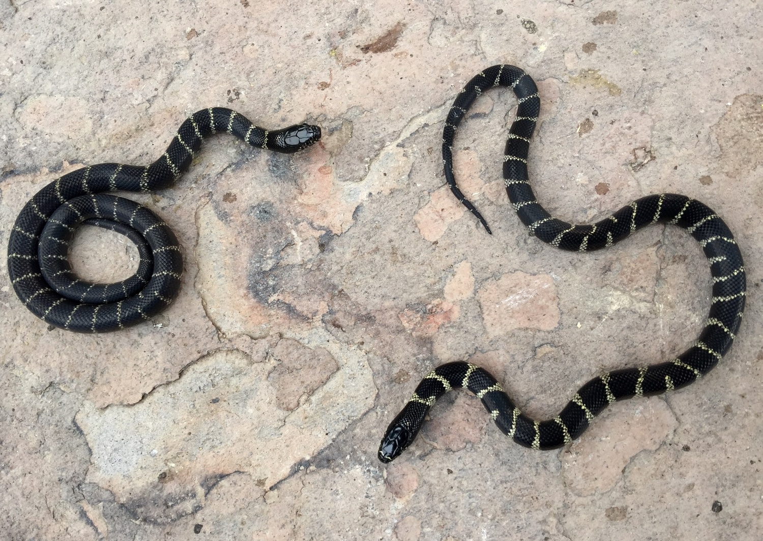 Long Beach CA Locality "grease Kings California Kingsnake by Pure Locality Herps