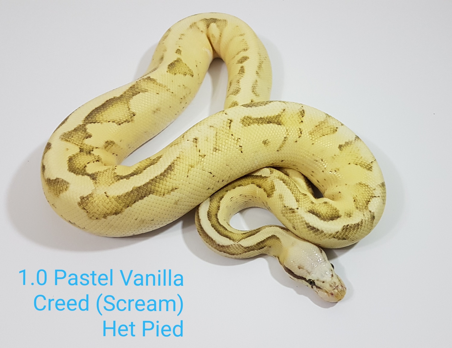 Pastel Vanilla Creed (Scream) 100% Het Pied Ball Python by DNJ Pythons