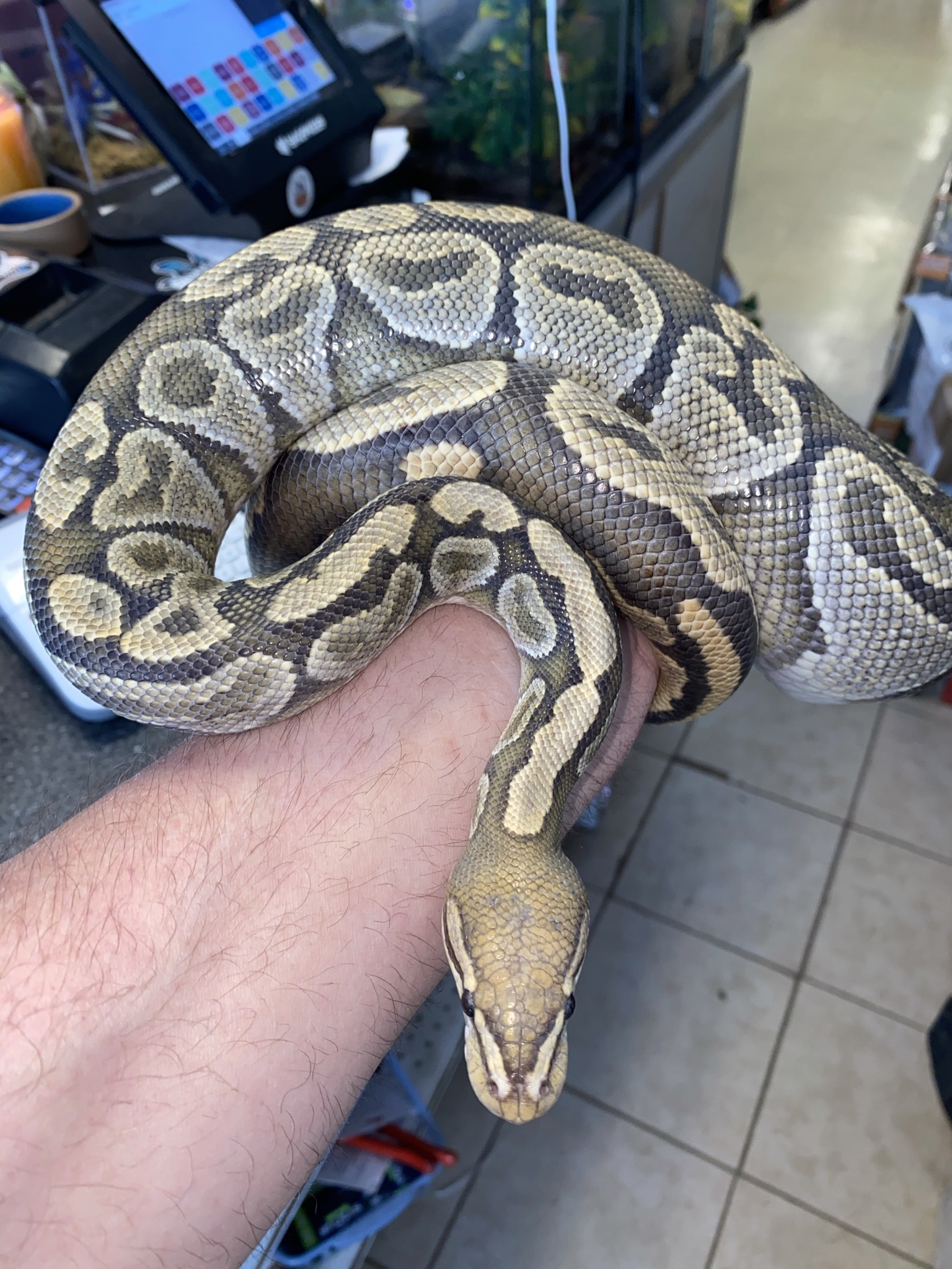 Proven Orange Ghost Female Ball Python by Major league exotic pets