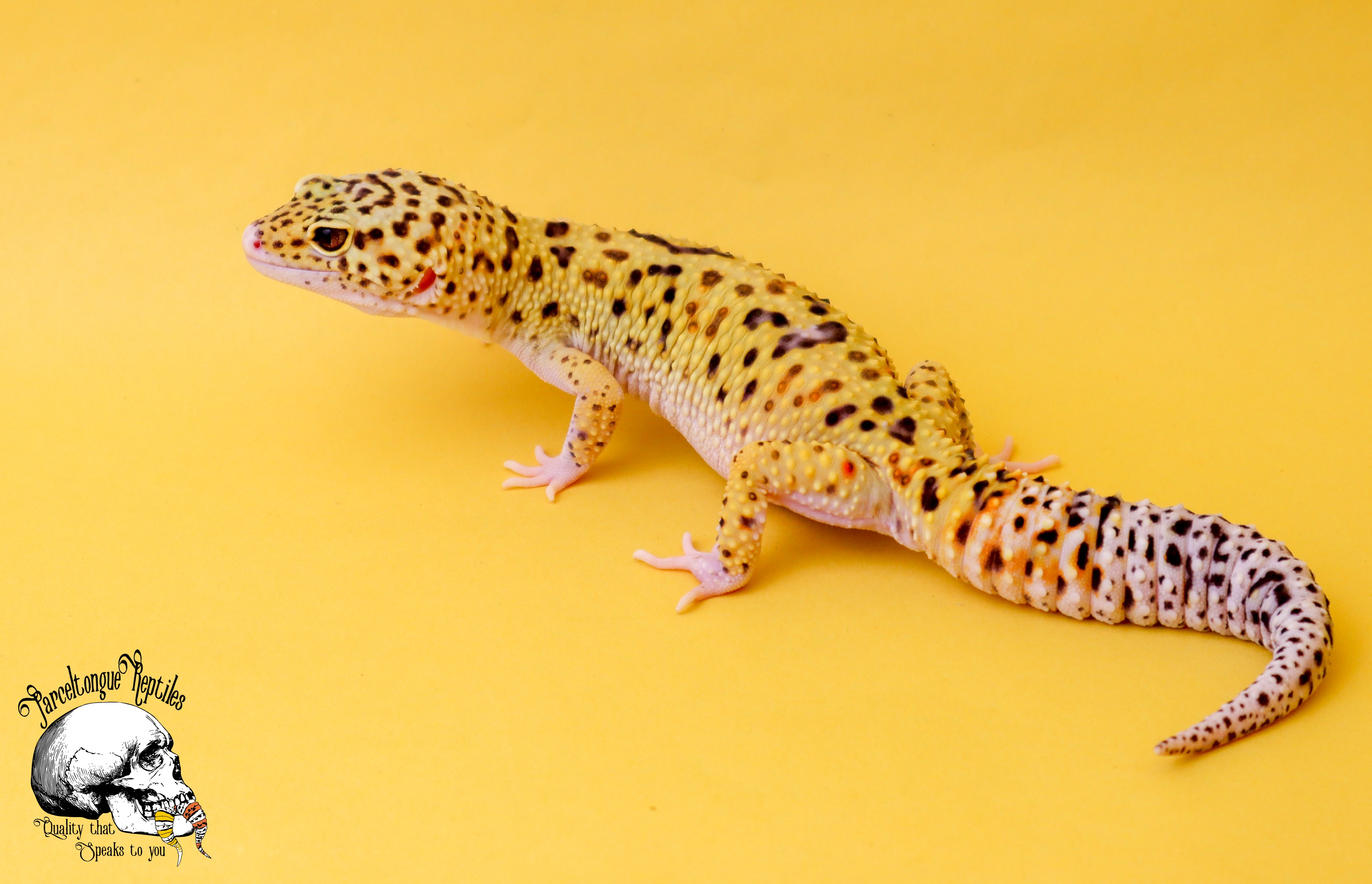 Eclipse Leopard Gecko by Parceltongue_Reptiles