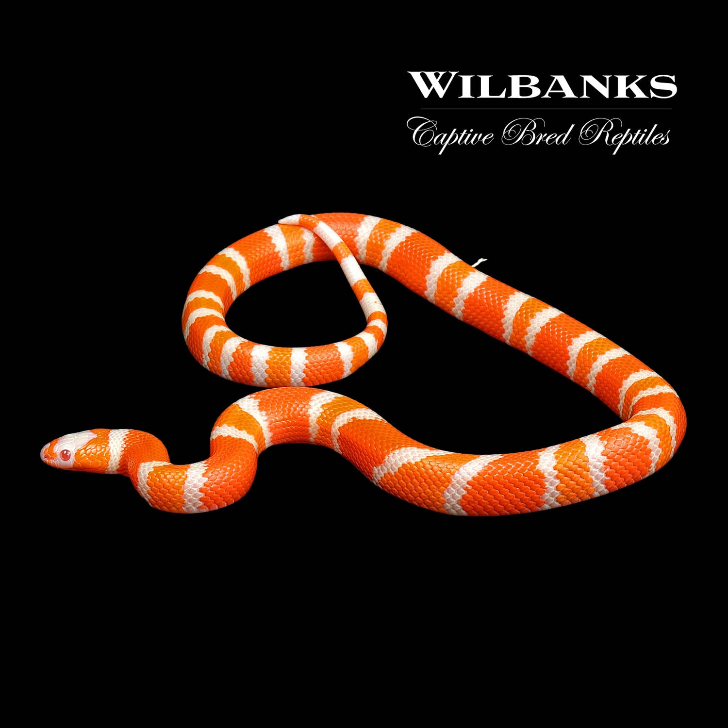 Albino Tangerine Honduran Milk Snake by Wilbanks Captive Bred Reptiles