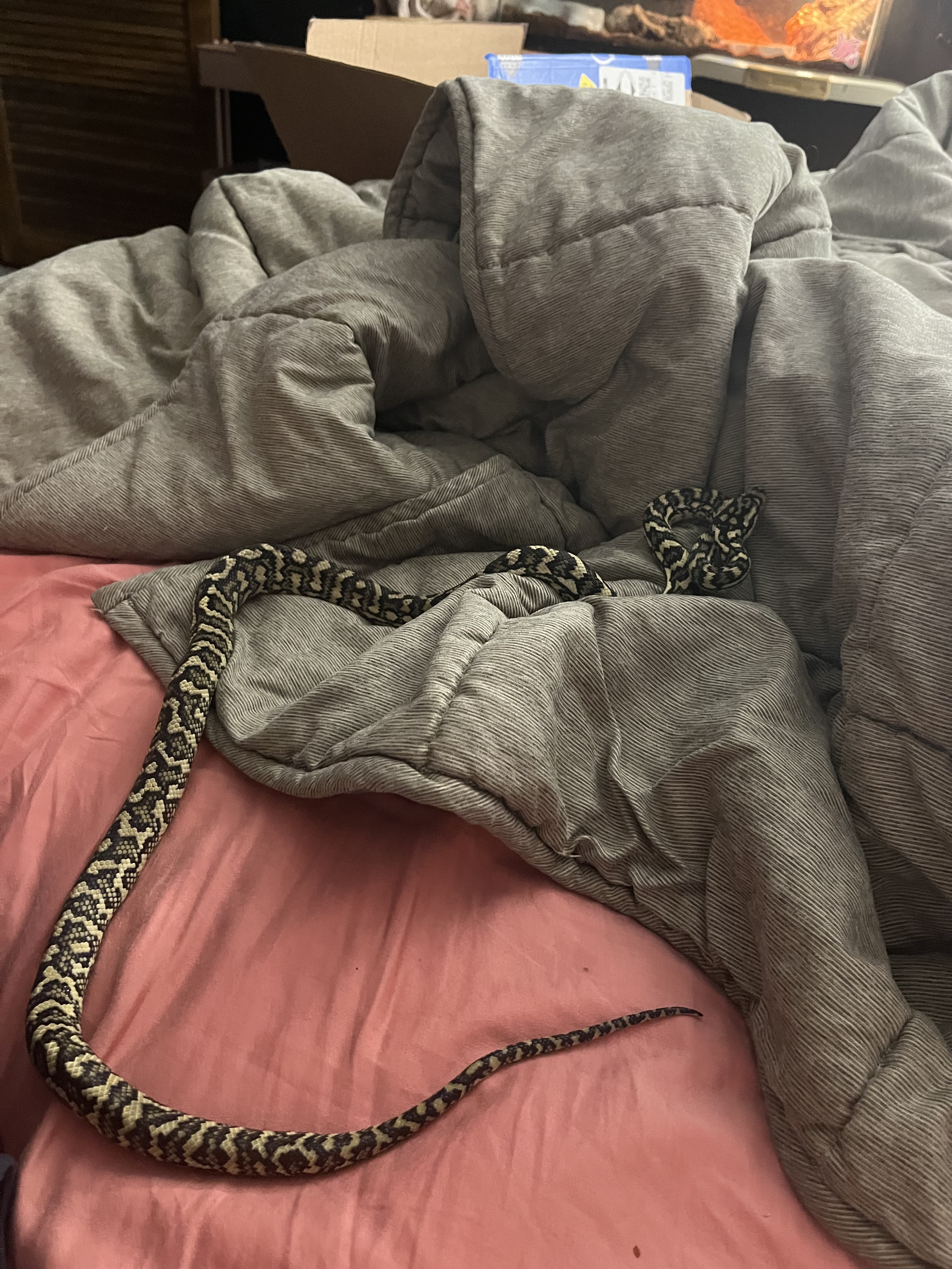 Age of jungle carpet python? - Carpet Pythons - MorphMarket Reptile ...