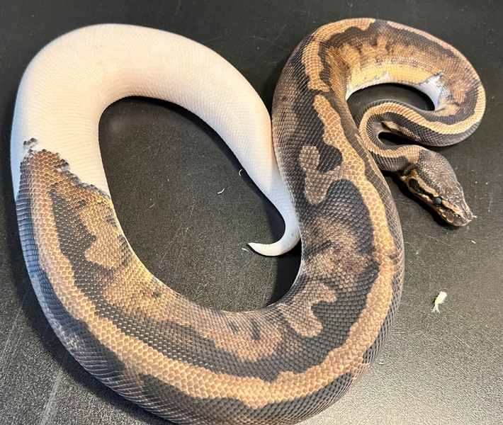 2021 Metal Flake Pied 21 % White Low Expression Female by Ballroom Pythons South