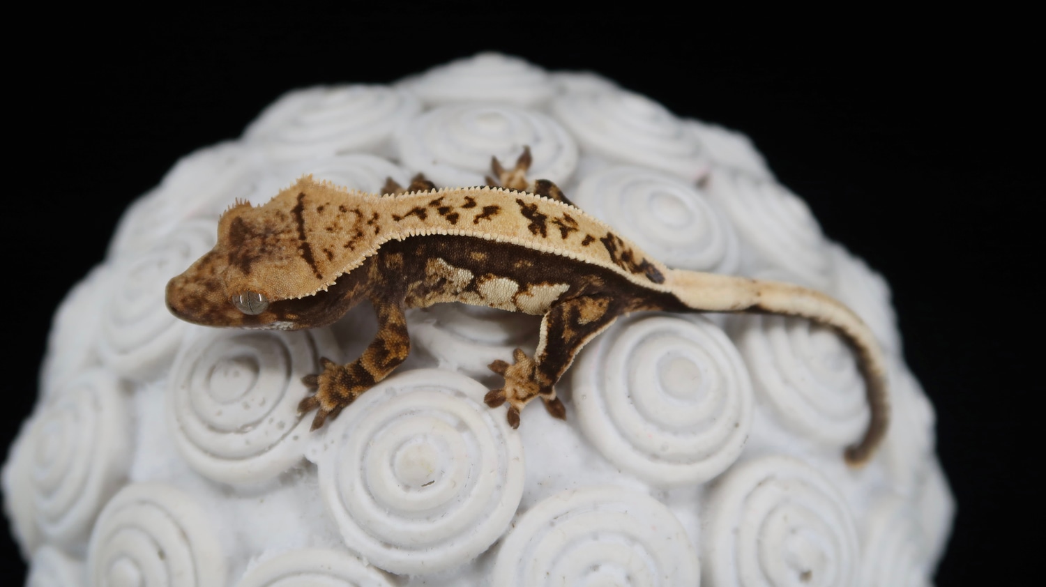 Thick White Lateral Tricolor Crested Gecko by Copper State Cresteds