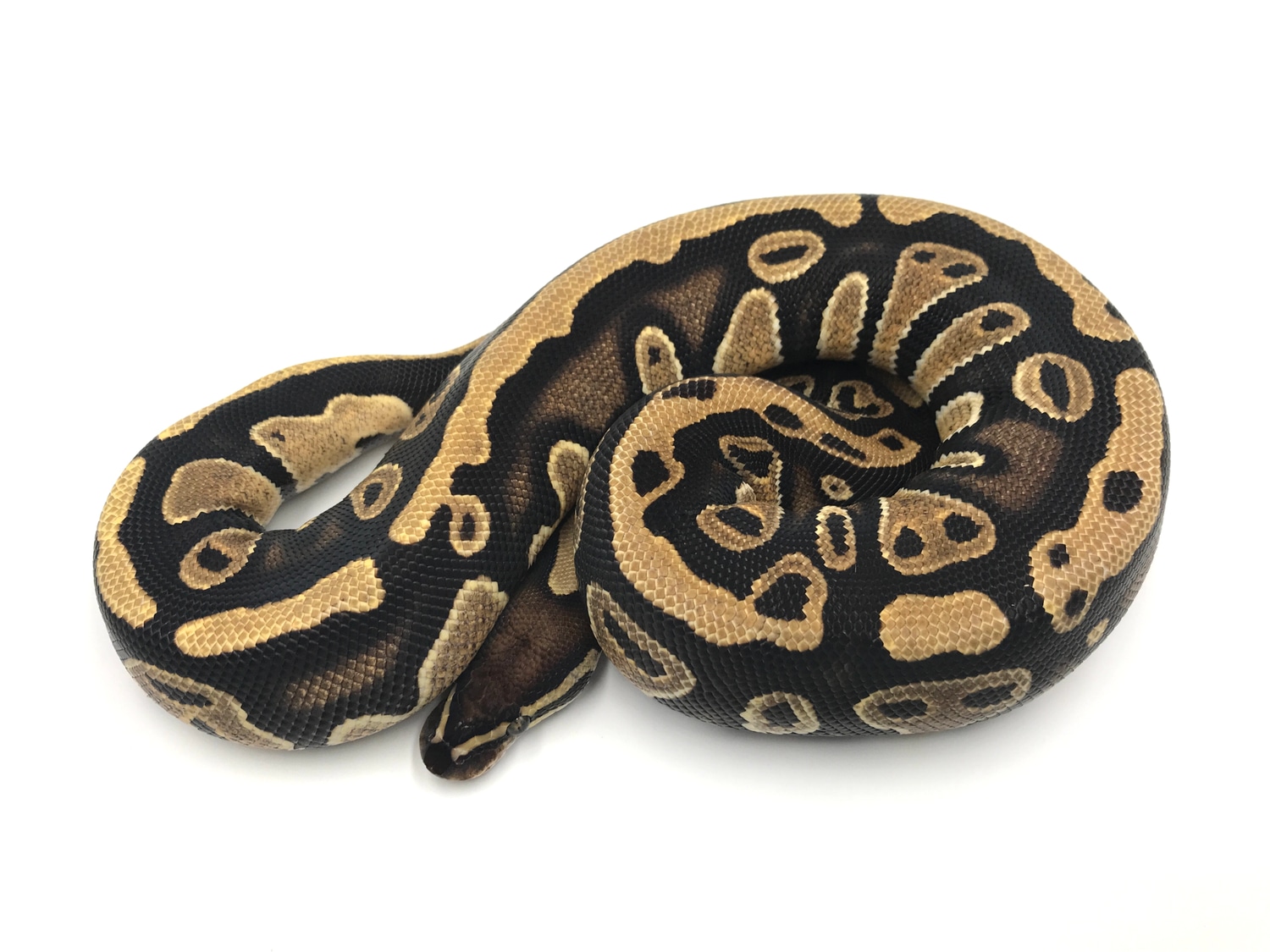 Wrecking Het Pied Ball Python by Wreck room snakes